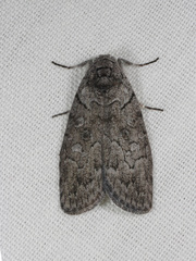 Elesma subglauca