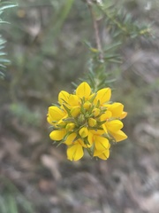 Phyllota