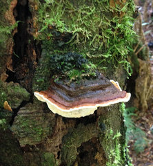 Australoporus tasmanicus