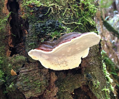 Australoporus tasmanicus