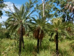Cycas maconochiei maconochiei