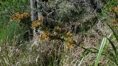 Cladium procerum