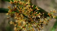 Cladium procerum