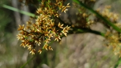 Cladium procerum