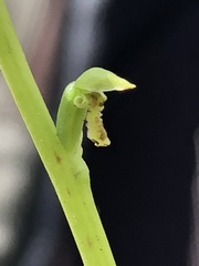 Microtis oblonga