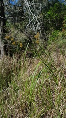 Cladium procerum