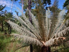 Cycas maconochiei maconochiei