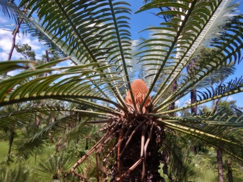 Cycas maconochiei