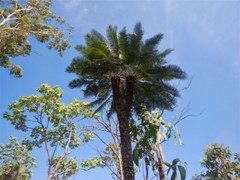 Cycas maconochiei maconochiei