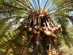 Cycas maconochiei maconochiei