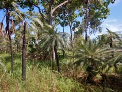 Cycas maconochiei maconochiei