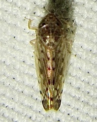 Osbornellus filamentus