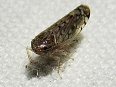 Osbornellus filamentus