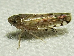 Osbornellus filamentus