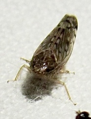 Osbornellus filamentus