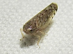 Osbornellus filamentus