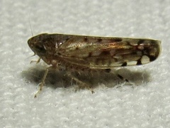 Osbornellus filamentus