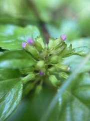Clinopodium gracile