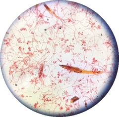 Bacillus