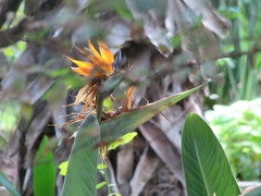 Strelitzia reginae