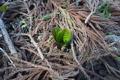 Cardiocrinum cordatum