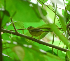 Phylloscopus burkii