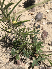 Acacia bynoeana