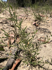 Acacia bynoeana