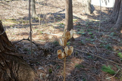 Cardiocrinum cordatum