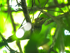 Picus chlorolophus