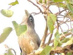 Phaenicophaeus viridirostris