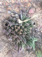 Huernia barbata