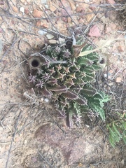 Huernia barbata