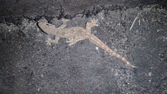 Hemidactylus platyurus