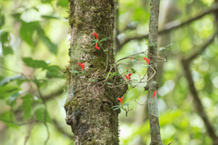 Aeschynanthus humilis