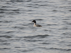 Bucephala clangula