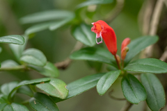 Aeschynanthus humilis