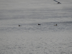 Mergus merganser
