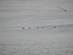 Mergus merganser