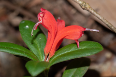 Aeschynanthus humilis