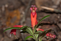 Aeschynanthus humilis