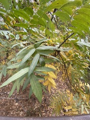 Stigmella longisacca