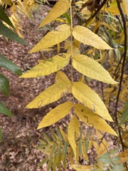 Stigmella longisacca