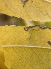 Stigmella longisacca