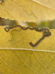 Stigmella longisacca