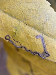 Stigmella longisacca