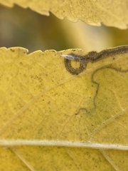 Stigmella longisacca