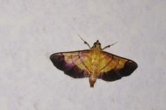 Syngamia latimarginalis