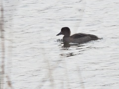 Aythya fuligula