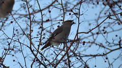 Bombycilla garrulus